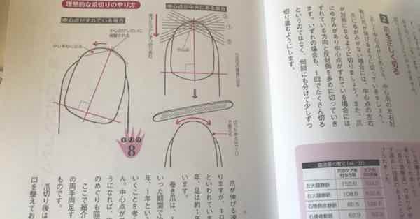 爪
