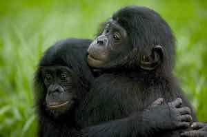 bonobo
