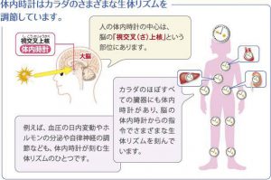 体内時計