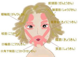 顔の筋肉