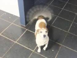 犬のしっぽ